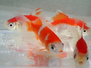 ３匹 コメット ４から５ＣＭ MSサイズ 金魚 淡水魚 熱帯魚 生体 即決 ８０サイズ関東送料８７３円