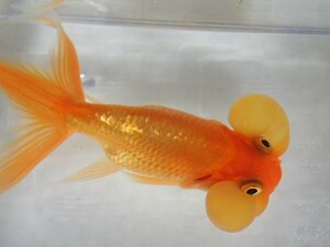 ３匹 水泡眼 ４から６ＣＭ MSサイズ 金魚 淡水魚 熱帯魚 生体 即決 ８０サイズ関東送料８７３円