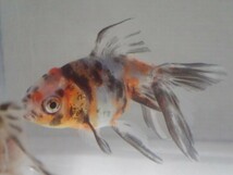 ５匹 東錦 ４から５ＣＭ ＳＭサイズ 金魚 淡水魚 熱帯魚 生体 即決 ８０サイズ関東送料８７３円_画像2