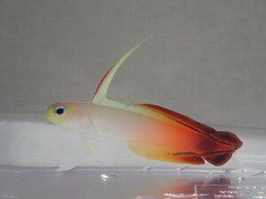 ２匹 ハタタテハゼ ３から５ＣＭ ＳＭサイズ フィリピン 海水魚 熱帯魚 生体 即決 ８０サイズ関東送料８７３円