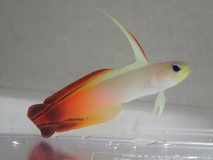 ハタタテハゼ １匹 ３から５ＣＭ ＳＭサイズ フィリピン 海水魚 熱帯魚 生体 即決 ８０サイズ関東送料８７３円