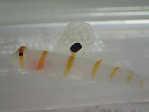 ２匹 ニチリンダテハゼ ６から８ＣＭ MSサイズ フィリピン 海水魚 熱帯魚 生体 即決 ８０サイズ関東送料８７３円