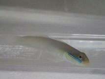 ２匹 アカハチハゼ ４から６CM MSサイズ スリランカ 海水魚 熱帯魚 生体 即決 ８０サイズ関東送料８７３円_画像3