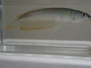 ３匹 シルバーアロワナ ５から７ＣＭ ベビー 淡水魚 熱帯魚 生体 即決 ８０サイズ関東送料８７３円