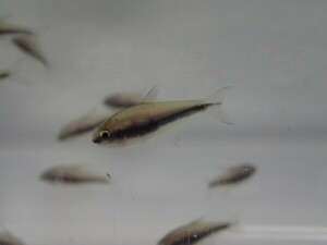 ５０匹 エンペラーテトラ ２から３ＣＭ SM/MSサイズ 淡水魚 熱帯魚 生体 即決 １００サイズ関東送料１１１１円