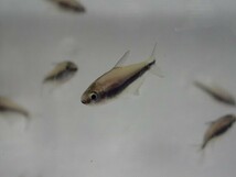 ３０匹 エンペラーテトラ ２から３ＣＭ SM/MSサイズ 淡水魚 熱帯魚 生体 即決 ８０サイズ関東送料８７３円_画像5