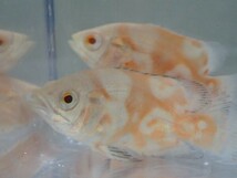 １０匹 アルビノタイガーオスカー ３から５CM ＳＭサイズ 淡水魚 熱帯魚 生体 即決 ８０サイズ関東送料８７３円_画像2