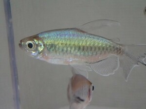 ２０匹 コンゴテトラ 雄 ４から５ＣＭ Mサイズ 淡水魚 熱帯魚 生体 即決 １００サイズ関東送料１１１１円