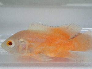 １０匹 アルビノレッドオスカー ３から５ＣＭ ＳＭサイズ 淡水魚 熱帯魚 生体 即決 ８０サイズ関東送料８７３円