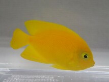 ２匹 ヘラルドヤッコ ４から６CM SM/MSサイズ フィリピン 海水魚 熱帯魚 生体 即決 １００サイズ関東送料１１１１円_画像5