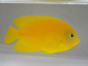 ２匹 ヘラルドヤッコ ４から６CM SM/MSサイズ フィリピン 海水魚 熱帯魚 生体 即決 １００サイズ関東送料１１１１円