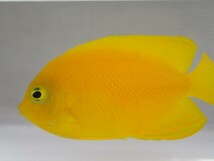 ２匹 ヘラルドヤッコ ４から６CM SM/MSサイズ フィリピン 海水魚 熱帯魚 生体 即決 １００サイズ関東送料１１１１円_画像7