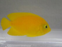 ２匹 ヘラルドヤッコ ４から６CM SM/MSサイズ フィリピン 海水魚 熱帯魚 生体 即決 １００サイズ関東送料１１１１円_画像6