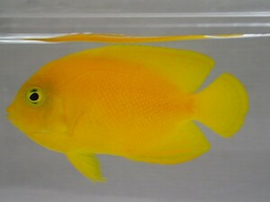 ヘラルドヤッコ １匹 ４から６CM SM/MSサイズ フィリピン 海水魚 熱帯魚 生体 即決 ８０サイズ関東送料８７３円