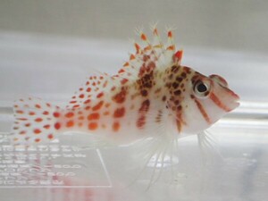 サラサゴンベ １匹 ３から５CM SM/MSサイズ 海水魚 熱帯魚 生体 即決 ８０サイズ関東送料８７３円