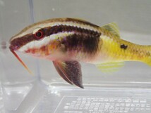 インドヒメジ １匹 ５から７ＣＭ SM/MSサイズ 海水魚 熱帯魚 生体 即決 ８０サイズ関東送料８７３円_画像5