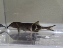 ３匹 エレファントノーズ ８から９ＣＭ SMサイズ 淡水魚 熱帯魚 生体 即決 １００サイズ関東送料１１１１円_画像3