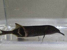 ３匹 エレファントノーズ ８から９ＣＭ SMサイズ 淡水魚 熱帯魚 生体 即決 １００サイズ関東送料１１１１円_画像6