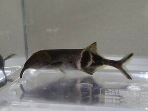 エレファントノーズ １匹 ８から９ＣＭ SMサイズ 淡水魚 熱帯魚 生体 即決 ８０サイズ関東送料８７３円