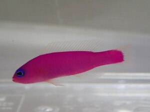 ５匹 クレナイニセスズメ SMサイズ フィリピン 海水魚 熱帯魚 生体 即決 １００サイズ関東送料１１１１円