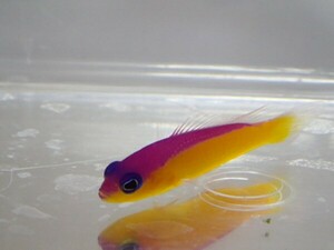 ５匹 カンムリニセスズメ SMサイズ フィリピン 海水魚 熱帯魚 生体 即決 １００サイズ関東送料１１１１円