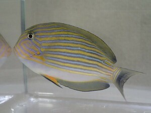 ニジハギ １匹 ４から６ＣＭ SMサイズ スリランカ 海水魚 熱帯魚 生体 即決 ８０サイズ関東送料８７３円