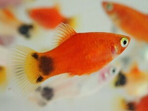 ３０匹 レッドミッキーマウスプラティ ２から４ＣＭ SM/MSサイズ 淡水魚 熱帯魚 生体 即決 ８０サイズ関東送料８７３円