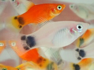 １０匹 ホワイトミッキーマウスプラティ ２から４ＣＭ SM/MSサイズ 淡水魚 熱帯魚 生体 即決 ８０サイズ関東送料８７３円