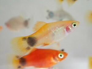 ３０匹 イエローミッキーマウスプラティ ２から４ＣＭ MSサイズ 淡水魚 熱帯魚 生体 即決 ８０サイズ関東送料８７３円