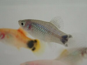 １０匹 ブルーミッキーマウスプラティ ２から４ＣＭ SM/MSサイズ 淡水魚 熱帯魚 生体 即決 ８０サイズ関東送料８７３円