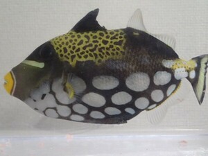 モンガラカワハギ １匹 ８ＣＭ前後 ＭＳサイズ 海水魚 熱帯魚 生体 即決 １００サイズ関東送料１１１１円