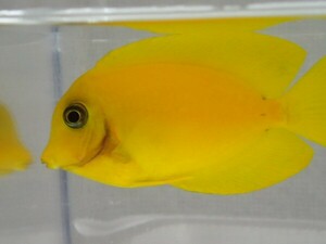 ２匹 クログチニザダイ イエロー ８から１０ＣＭ ＭＳサイズ 海水魚 熱帯魚 生体 即決 １００サイズ関東送料１１１１円