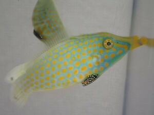 テングカワハギ １匹 S/SMサイズ 海水魚 熱帯魚 生体 即決 ８０サイズ関東送料８７３円