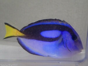 ナンヨウハギ １匹 ４ＣＭ前後 SMサイズ 海水魚 熱帯魚 生体 即決 ８０サイズ関東送料８７３円