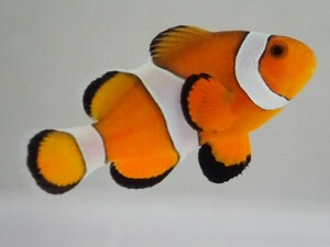 ３匹 カクレクマノミ バリ ３から４CM SM/MSサイズ インドネシア 海水魚 熱帯魚 生体 即決 １００サイズ関東送料１１１１円