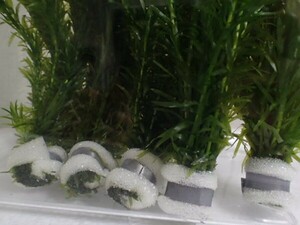 １０個 水草 有茎種 アナカリス（金魚藻）水中 淡水魚 熱帯魚 生体 即決 ６０サイズ関東送料６５７円