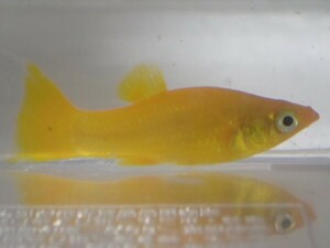 ５０匹 オレンジネオンライヤーモーリー ３から５CM MSサイズ ゴールデンライヤー 熱帯魚 淡水 生体 即決 １００サイズ関東送料１１１１円