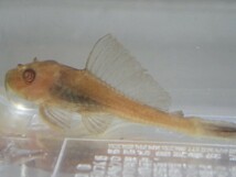 １０匹 レッドアイプレコ ３から４ＣＭ SM/MSサイズ 淡水魚 熱帯魚 生体 即決 ８０サイズ関東送料８７３円_画像6