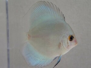 ３匹 ブルーダイヤモンド ディスカス ６から８CM Mサイズ ベトナム産 淡水 熱帯魚 生体 即決 １００サイズ関東送料１１１１円