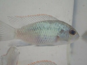 ３０匹 コバルトブルーアカラ ２から３ＣＭ SMサイズ 淡水魚 熱帯魚 生体 即決 １００サイズ関東送料１１１１円