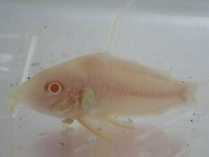 １０匹 CORY．アルビノステルバイ ２から３ＣＭ MSサイズ 淡水魚 熱帯魚 生体 即決 ８０サイズ関東送料８７３円