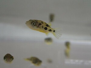 １０匹 アベニーパファー １から２ＣＭ S/SMサイズ WILD 淡水魚 熱帯魚 生体 即決 ８０サイズ関東送料８７３円