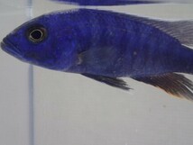 ３０匹 HAPL.アーリー ３から５ＣＭ SM/MSサイズ 淡水魚 熱帯魚 生体 即決 １００サイズ関東送料１１１１円_画像1