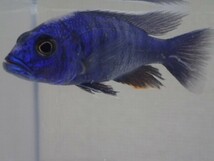 １０匹 HAPL.アーリー ３から５ＣＭ SM/MSサイズ 淡水魚 熱帯魚 生体 即決 ８０サイズ関東送料８７３円_画像4