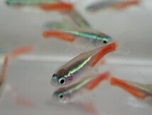 ★３００匹 ★ネオンテトラ★ １から２ＣＭ SM/MSサイズ カラシン 淡水魚 熱帯魚 生体 即決 関東送料１１１１円★_画像5