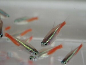 *200 pcs * neon Tetra * 1 from 2CM SM/MS size kalasin freshwater fish tropical fish organism prompt decision Kanto postage 1111 jpy *