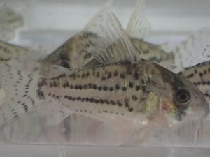 ★☆２０匹 CORY．シュワルツィ ３から５ＣＭ Mサイズ 淡水魚 熱帯魚 生体 即決☆★