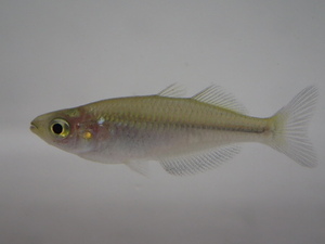 １０匹 ハーフオレンジレインボー ２から４ＣＭ MS/Mサイズ 淡水魚 熱帯魚 生体 即決 ８０サイズ関東送料８７３円