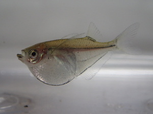 １０匹 シルバーハチェット ２から３ＣＭ MSサイズ 淡水魚 熱帯魚 生体 即決 ８０サイズ関東送料８７３円