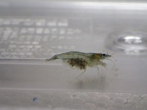 300 минами Numma креветки 2 см мох -снятая пресноводная рыба тропическая рыба Биометрический размер 100 размер канто. Стоимость доставки 1111 иен